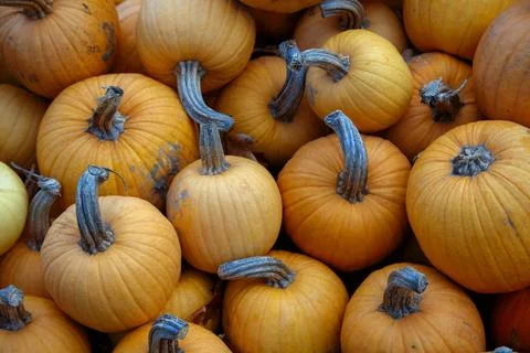 Orange pumpkins full frame background halloween thanksgiving vibrant farm m.. Foto stock