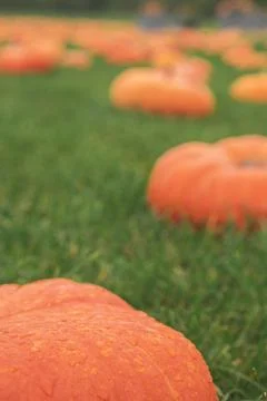 Orange pumpkins on green grass Stock Photos
