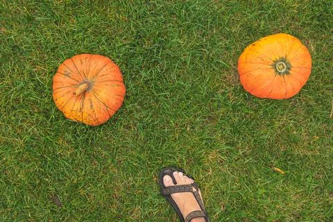 Orange pumpkins on green grass Stock Photos