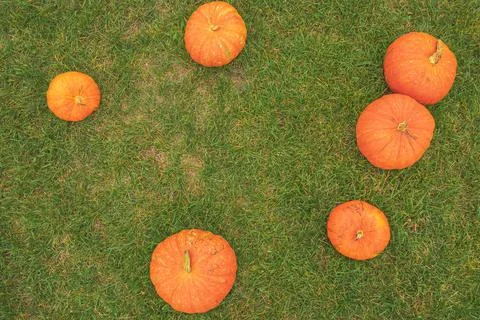Orange pumpkins on green grass Stock Photos
