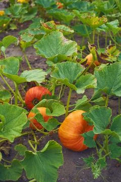 Orange Pumpkins growing on field Stock Photos