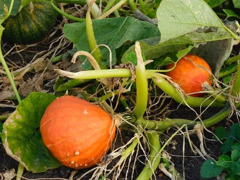 Orange pumpkins growing in a garden patch. Stock Photos