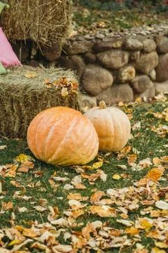 Orange pumpkins on haystack with autumn foliage 库存照片