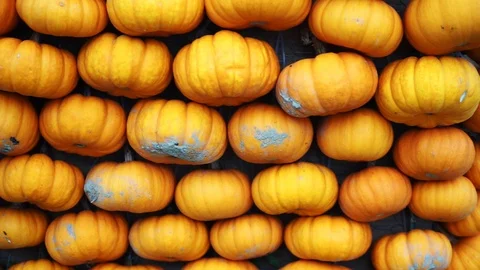 Orange pumpkins hung on a wall Stock Footage 118230236