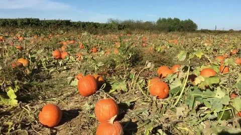 Orange pumpkins lay on the ground as seen from a hayride. Stock Footage 80620767