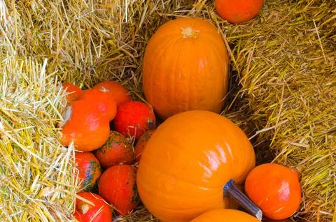 Orange pumpkins lie on the hay Stock Photos