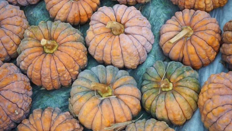 Orange pumpkins lined up next to each other 2 Stock Footage 118228843