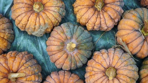 Orange pumpkins lined up next to each other Stock Footage 118228863