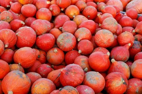 Orange pumpkins at the local market Stock-Fotos