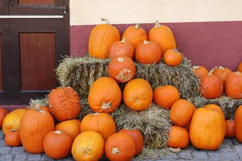 Orange pumpkins lying in the haystack. Pumpkin farmer's market. autumn harves Stock Photos