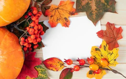 Orange pumpkins, maple leaf, berries and mock up paper blank on wooden Stock Photos