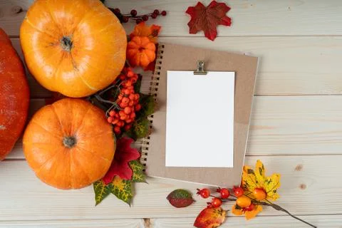 Orange pumpkins, maple leaf, berries and mock up paper blank on wooden Stock Photos