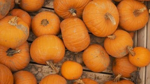Orange Pumpkins Pan Stock Footage 97869956