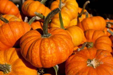 Orange Pumpkins Stock Photos