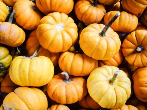 Orange pumpkins Stock Photos