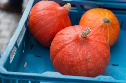 Orange Pumpkins Stock Photos
