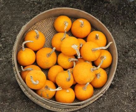 Orange Pumpkins. Stock Photos