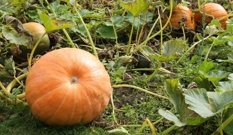 Orange Pumpkins. Stock Photos