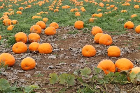 Orange Pumpkins. Stock Photos
