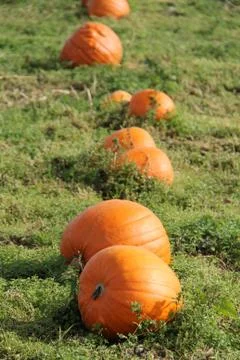 Orange Pumpkins. Stock Photos