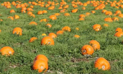 Orange Pumpkins. Stock Photos