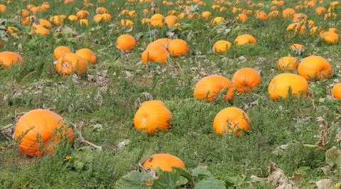 Orange Pumpkins. Stock Photos