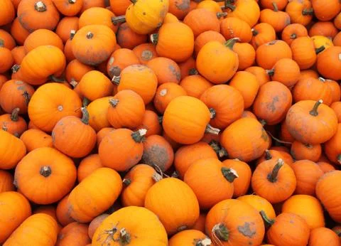 Orange Pumpkins. Stock Photos
