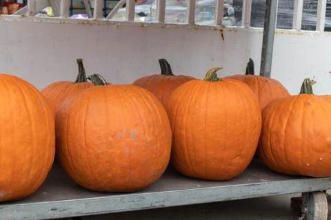 Orange pumpkins Stock Photos