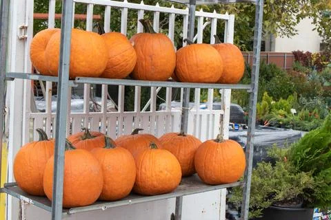 Orange pumpkins Stock Photos