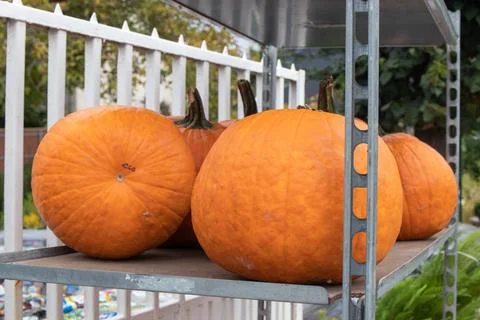 Orange pumpkins Stock Photos