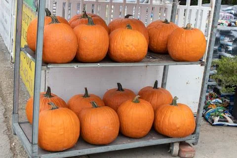 Orange pumpkins Stock Photos