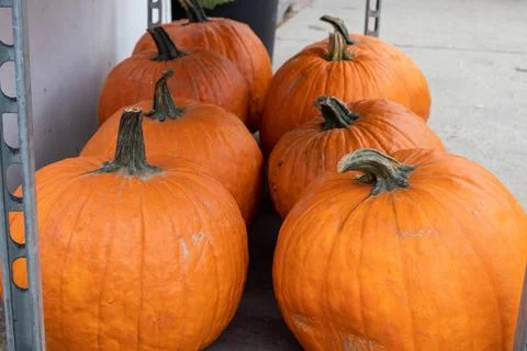 Orange pumpkins Stock Photos