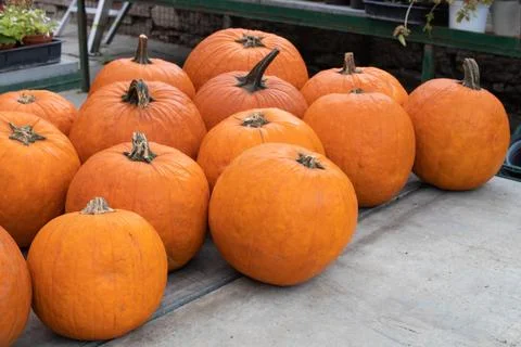 Orange pumpkins Stock Photos