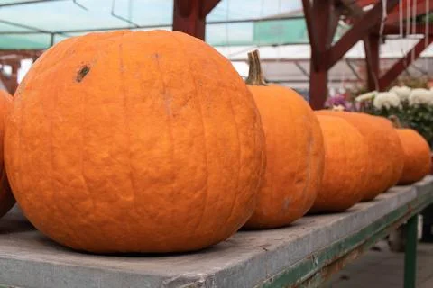 Orange pumpkins Stock Photos