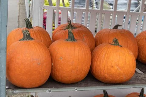 Orange pumpkins Stock Photos