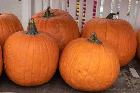 Orange pumpkins Stock Photos