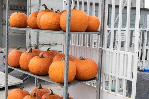 Orange pumpkins Stock Photos