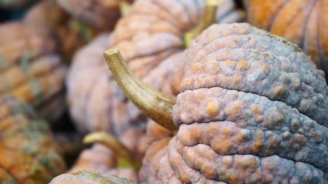 Orange pumpkins on a pile Stock Footage 118228812