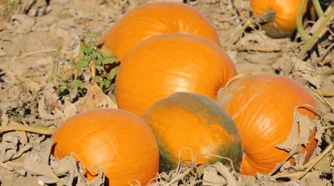 Orange pumpkins on pumpkin patch in early Autumn. Stock Footage 68345429