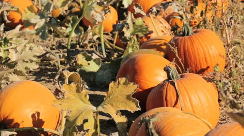 Orange pumpkins on pumpkin patch in early Autumn. Stockbeeldmateriaal 68346704