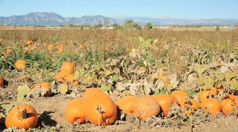 Orange pumpkins on pumpkin patch in early Autumn. Stockbeeldmateriaal 68409960