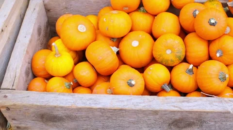 Orange pumpkins on the pumpkin patch. Stockbeeldmateriaal 55655327