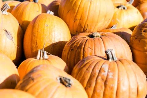 Orange pumpkins in a random pile Stock Photos