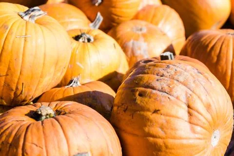 Orange pumpkins in a random pile Stock Photos