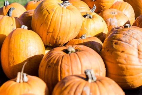 Orange pumpkins in a random pile Stock Photos