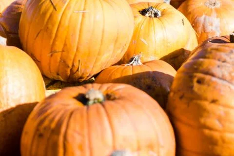 Orange pumpkins in a random pile Foto stock