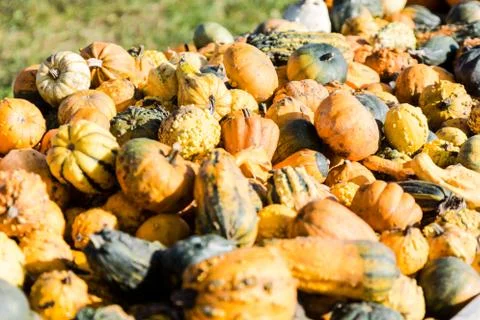 Orange pumpkins in a random pile Stock Photos