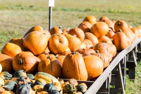 Orange pumpkins in a random pile Stock Photos