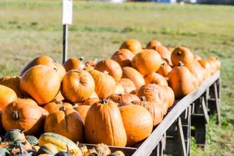 Orange pumpkins in a random pile Stock-Fotos