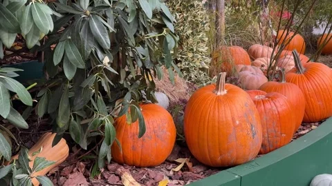 Orange pumpkins resting on straw, surrounded by plants, Halloween Stock Footage 318633962